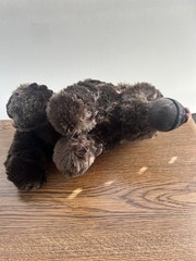 Days Gone Rager Bear Plushie . Was A PAX Exclusive 2019 PlayStation Booth .