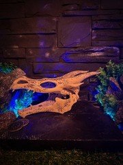 Ivory Dragon Skull, Skyrim Inspired, The Elder Scrolls Artifact, Relic Prop