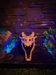 Ivory Dragon Skull, Skyrim Inspired, The Elder Scrolls Artifact, Relic Prop