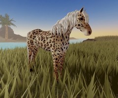 Wild Horse Islands 🌸 SIUC JAGUAR MORGAN 🌸